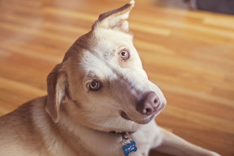 The Reason Why A Dog Tilts His Head To The Side Is Unbelievable Wow 